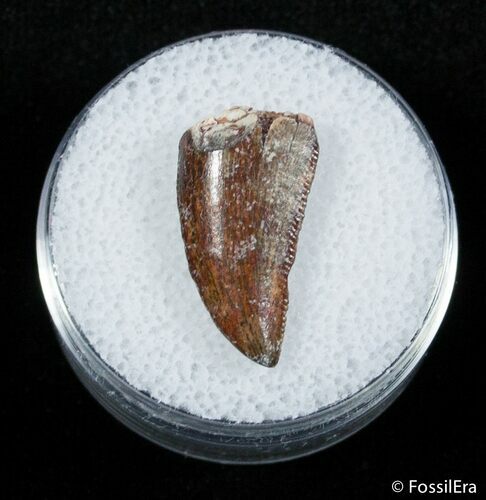 Beautiful Dromaeosaur Tooth From Morocco #2867